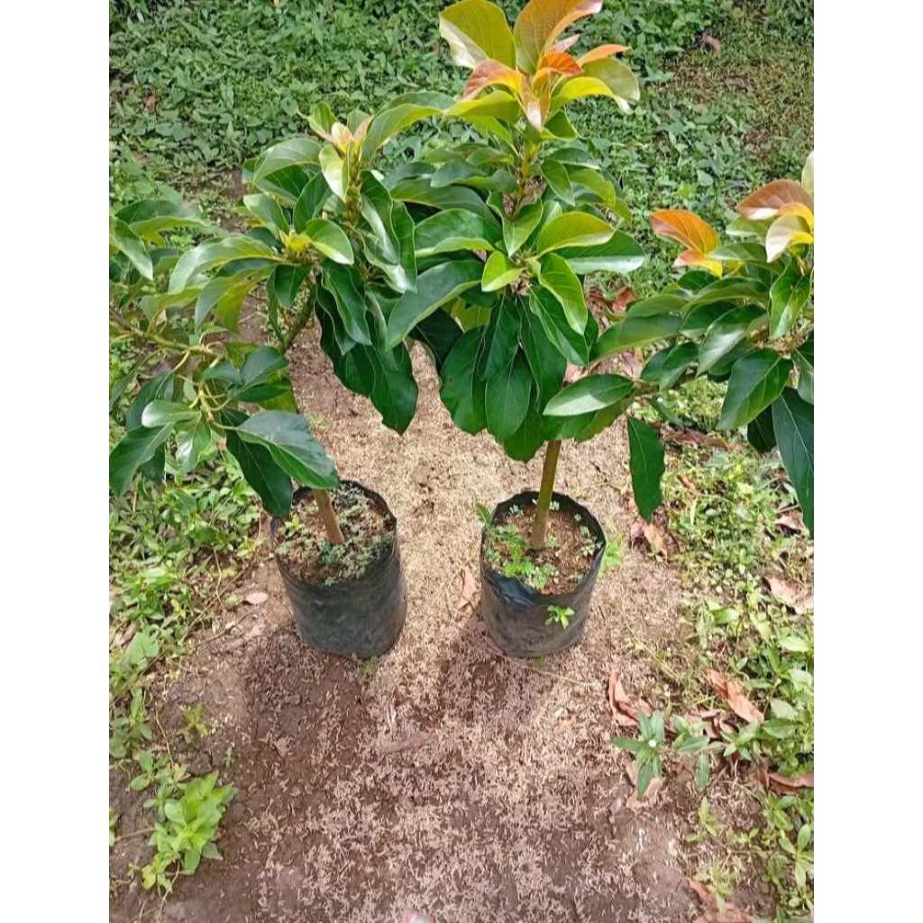 Bibit Alpukat Miki 1 Meter - Cepat Berbuah, Hasil Okulasi Unggulan