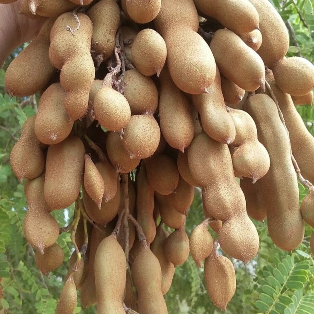 ASEM MENTAH /ASAM JAWA MENTAH 250 gram - 1 kg/ ASAM MUDA / ASEM JAWA / ASAM CEMPALUK READY