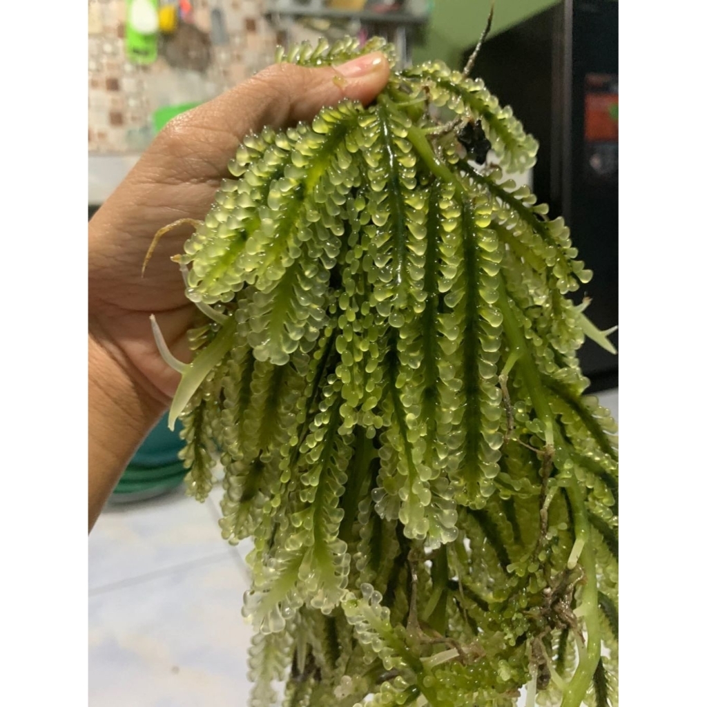 PROMO ‼️ Latoh Anggur laut fresh 1kg