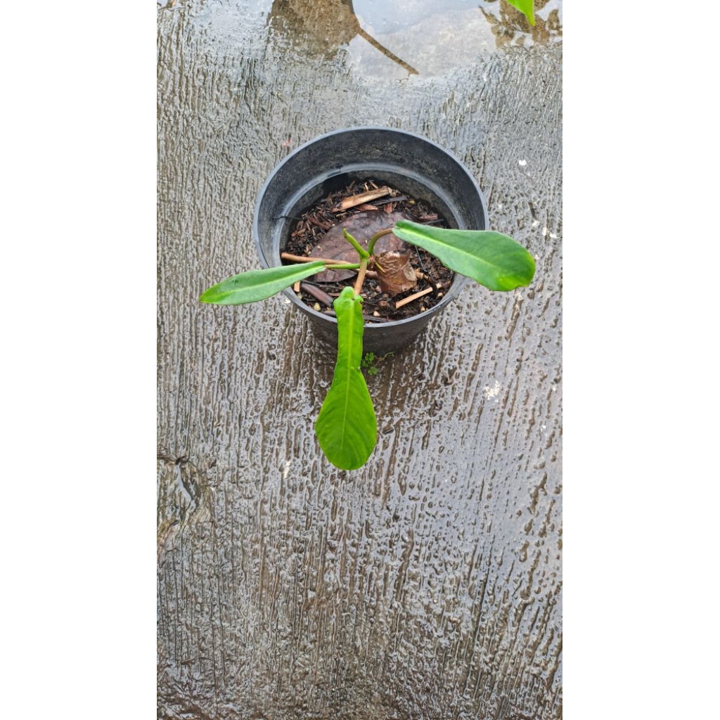 Philodendron Joepii - Tanaman Hias