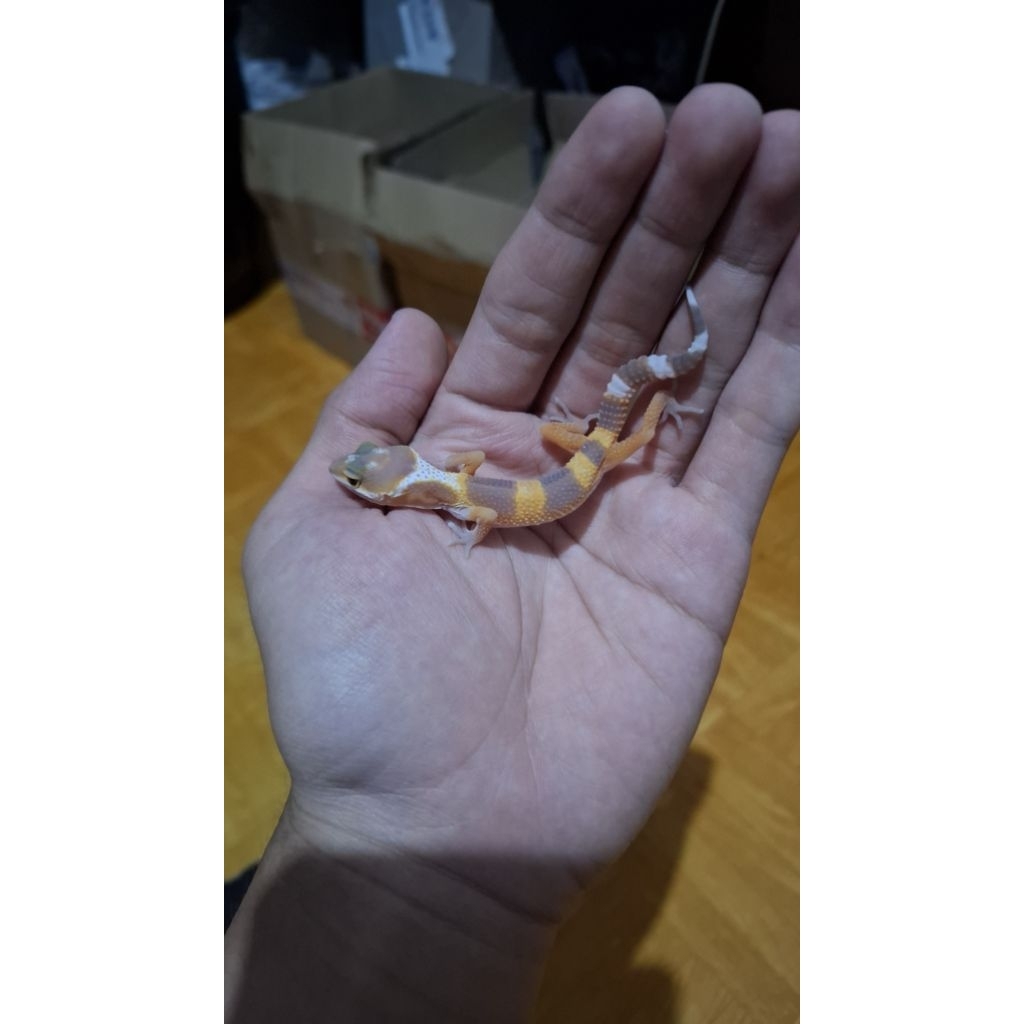 Leopard Gecko Unsex - Sunglow - Usia Baby Incub Male Sehat Cute