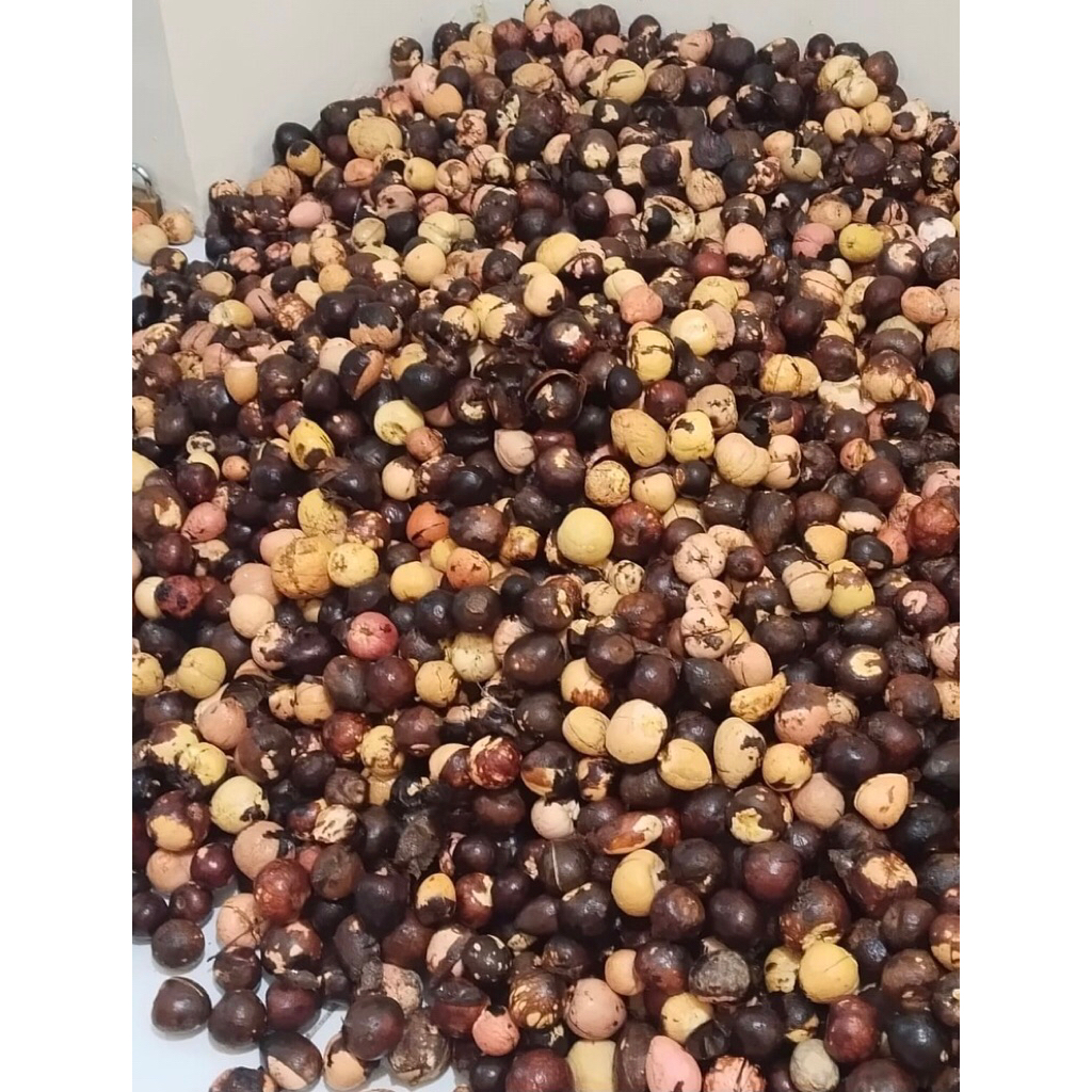 Biji Alpukat Berkuwalitas Siap Semai