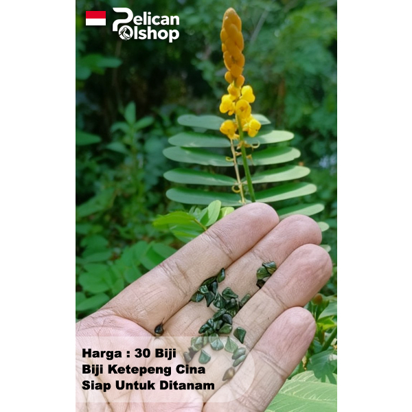 Biji Ketepeng Cina Per 30 Pcs Senna Alata (L.) Roxb. Untuk Bibit Tanaman Herbal Obat Gatal Panu Peny
