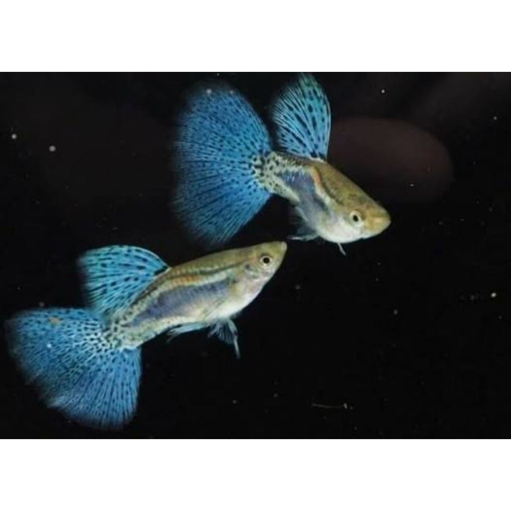 Hiasan Aquarium Blue grass guppy