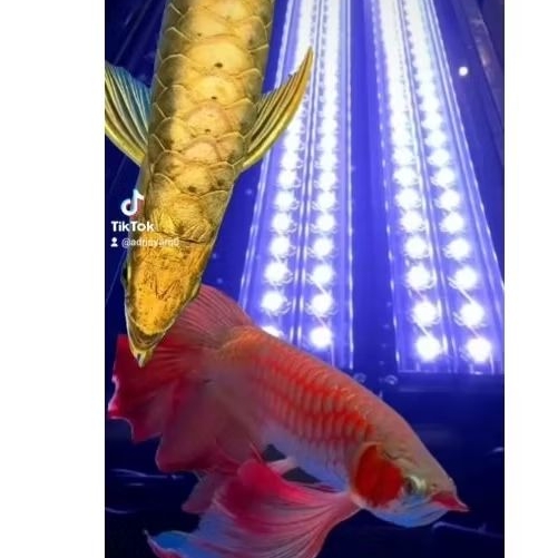 LAMPU TANNING HPL 60 MATA LED 90cm -120cm 30.000k