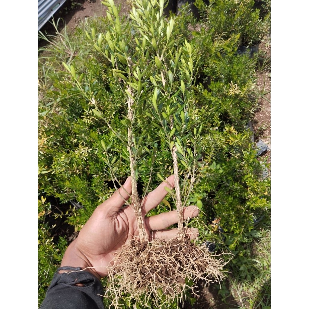 bahan bonsai boksus harlandi boxus murah