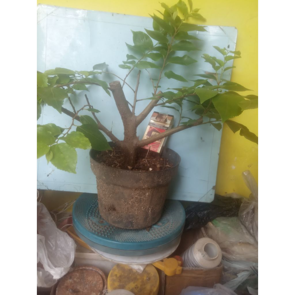 Bahan Bonsai Phusu Bulu Taiwan