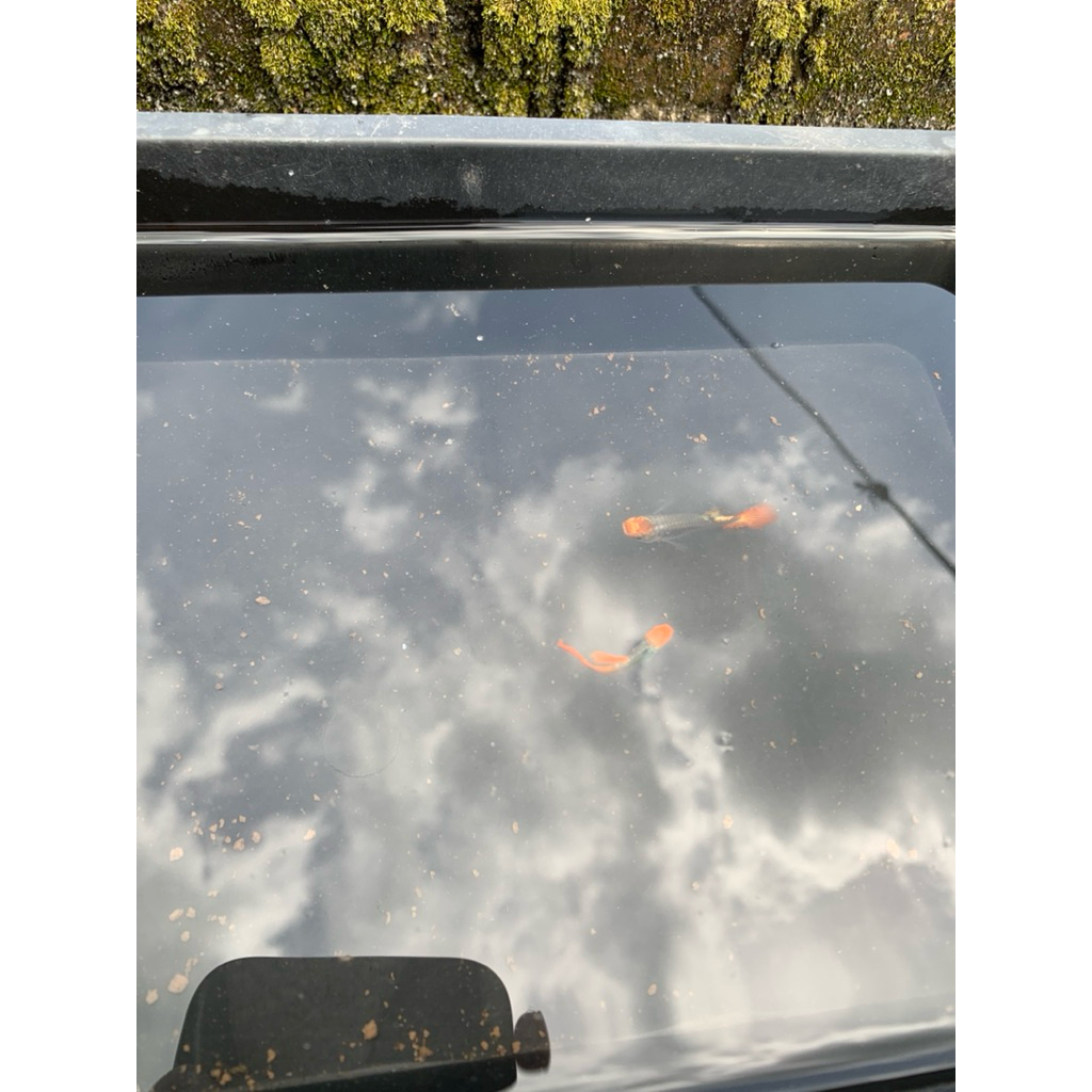 IKAN GUPPY TUXEDO(indukan) satu pasang ikan guppy tuxedo