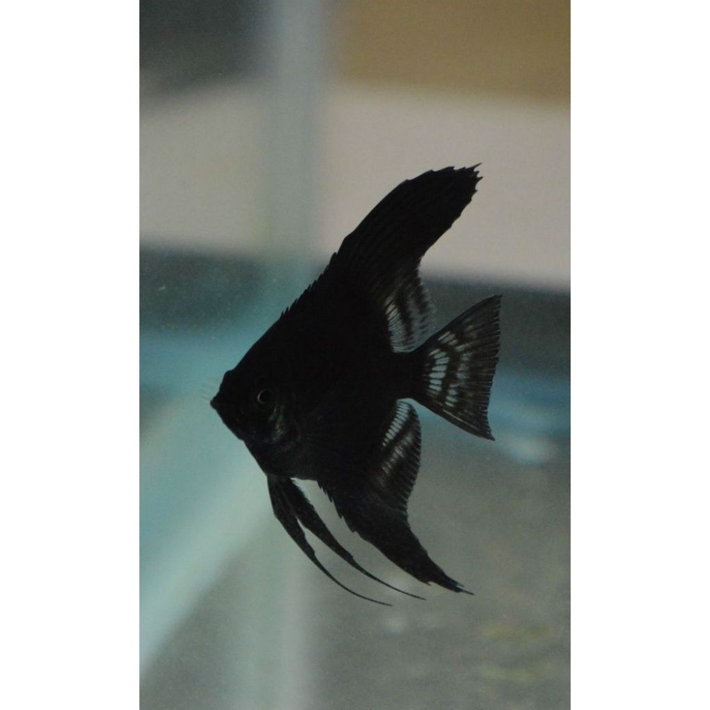 HIASAN-BLACK ANGEL/MANFISH BLACK/HIASAN AQUARIUM