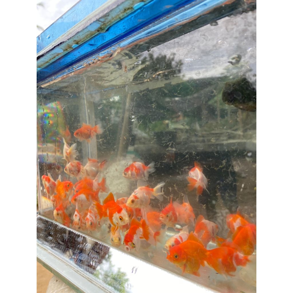 Koki Oranda, Sakura isi 4