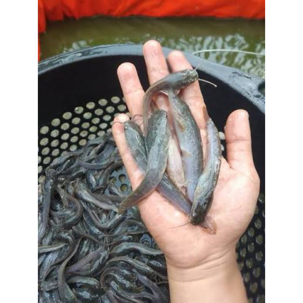 bibit lele sangkuriang 10-12cm sehat lincah semarang