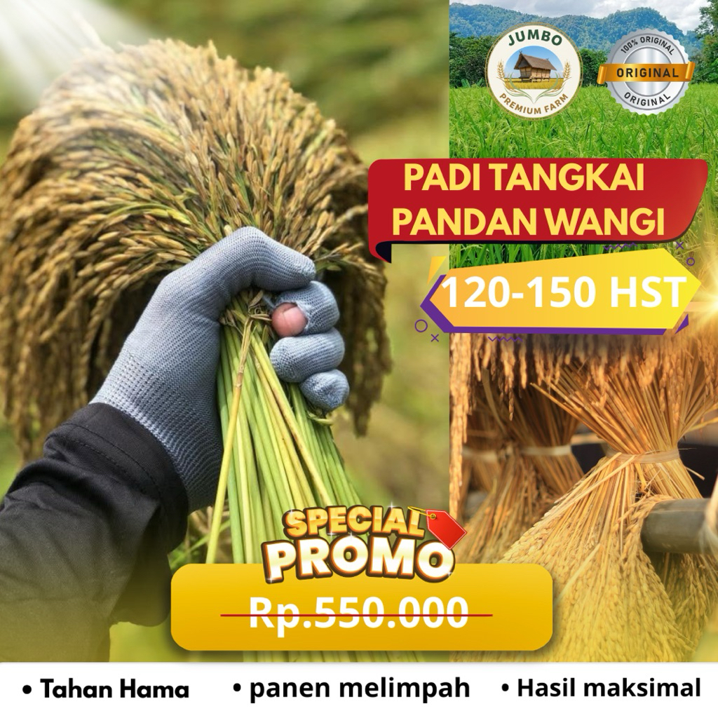 Benih padi tangkai PANDAN WANGI padi ranggeuy original jumbo premium padi bertangkai pandan wangi