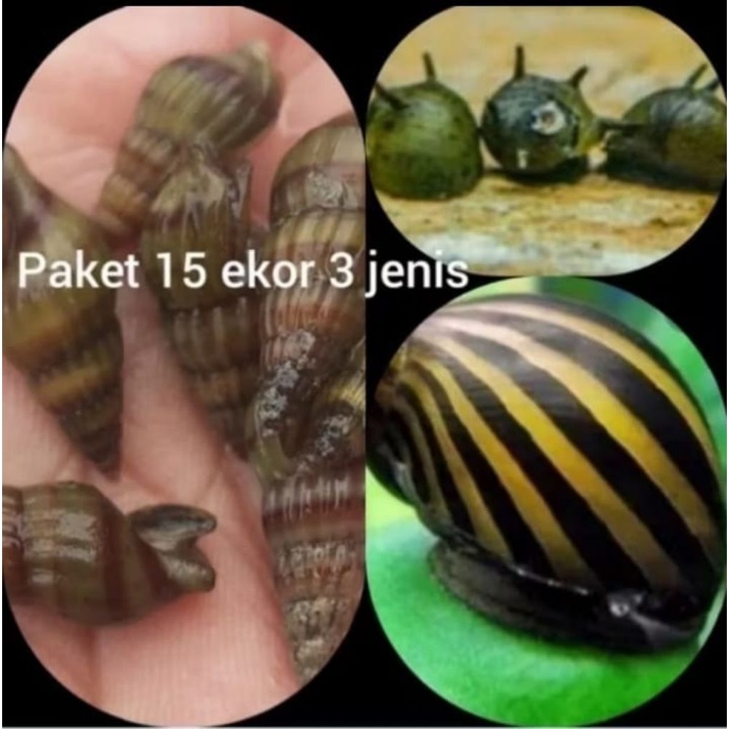 Keong Hias Air Tawar Paket 15e Pembersih Akuarium