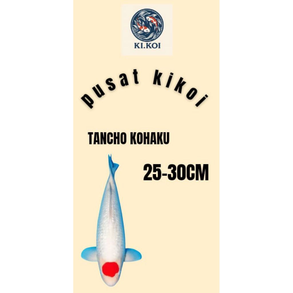 hiasan aquarium paket jumbo Tancho kohaku kualitas super