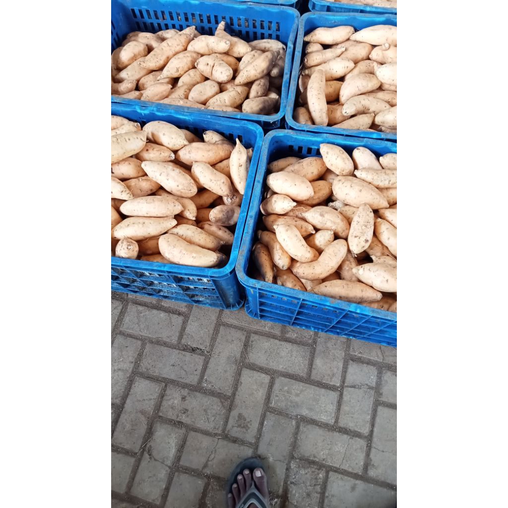 ubi Cilembu ubi Cilembu madu ubi madu ubi jalar asli 1kg