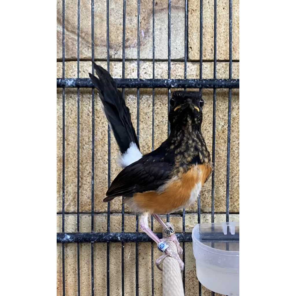 Trotol Murai Batu seri F Trah nasional jawara nasional Trotol Jatan Bergaransi khus area jawa