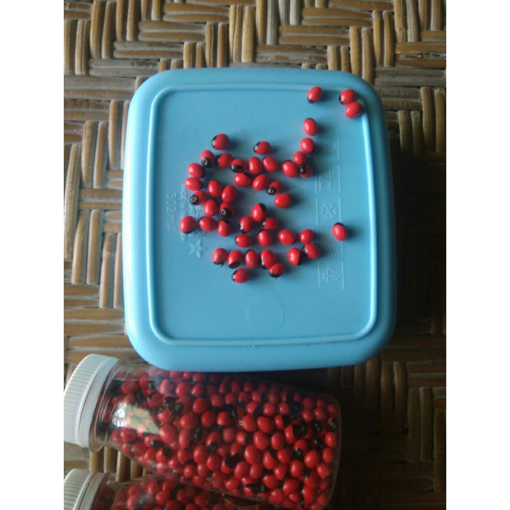 sogok tunteng isi 25