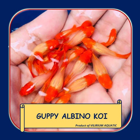 IKAN HIAS AIR TAWAR - GUPPY ALBINO KOI (IKAN AQUASCAPE)
