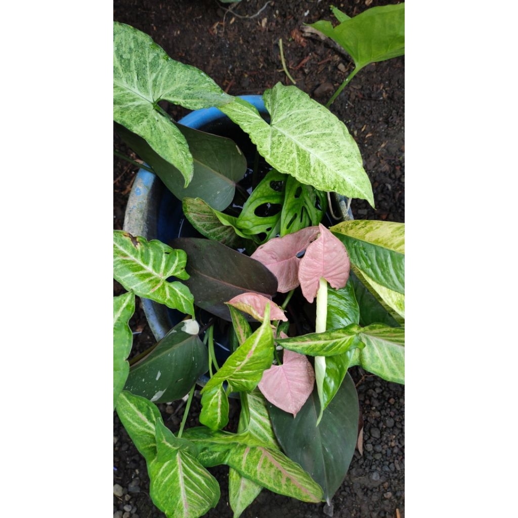 syngonium milkonfeti tricolor