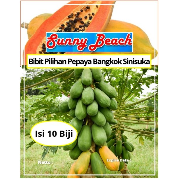 Bibit Pilihan Pepaya Bangkok Sinisuka | Biji Benih Pepaya Bangkok | Pepaya