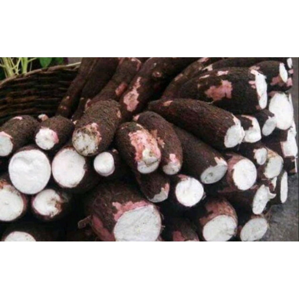 BIBIT POHON SINGKONG MANEHOT KULIT MERAH UNGGUL DI PILIH YNG TERBAIK UNTUK DI TANAM PER 10BATANG(PAN