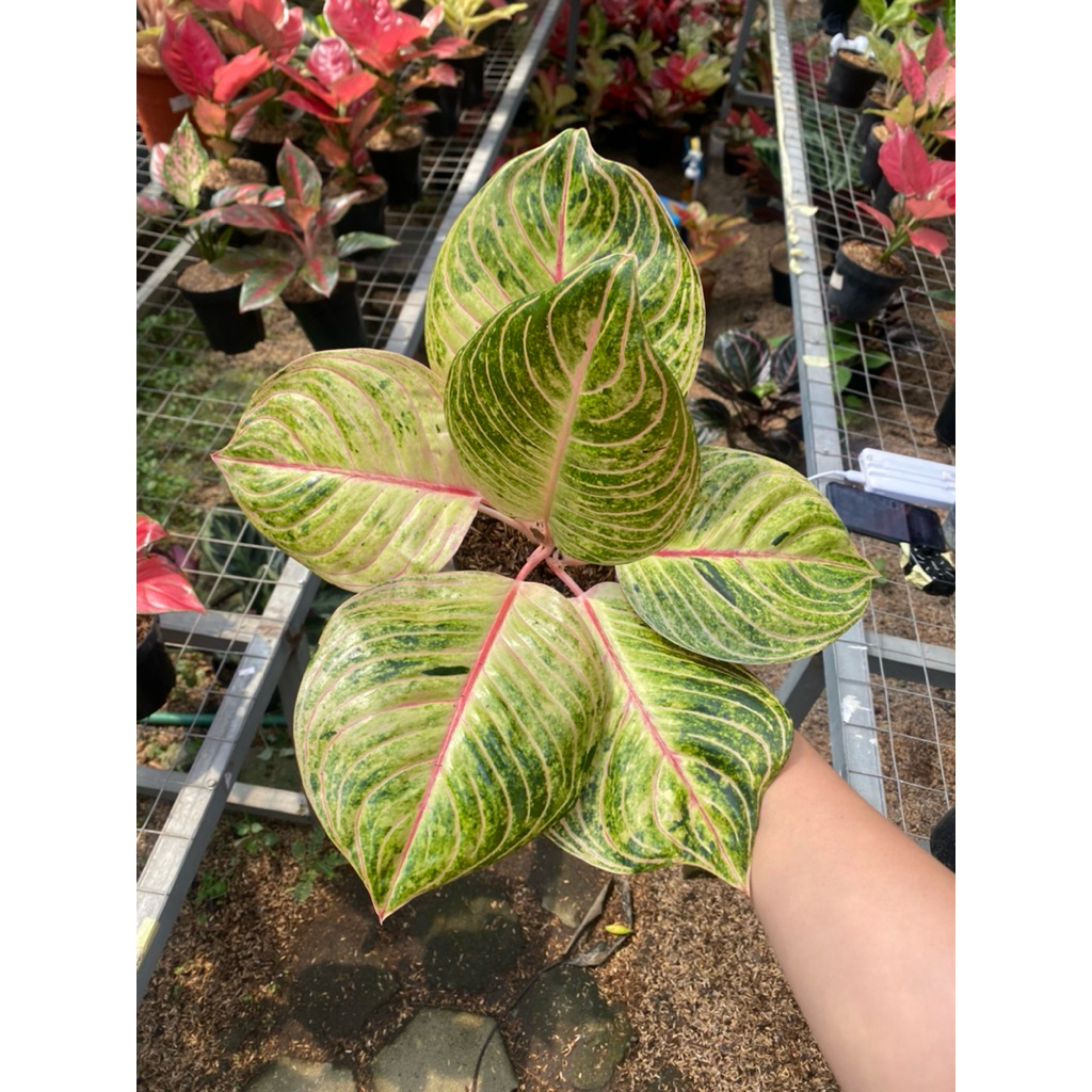 AGLAONEMA ESMERALDA