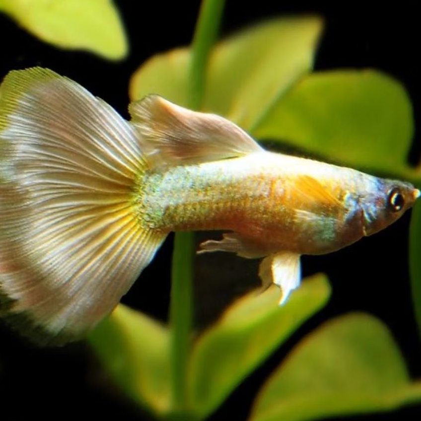 packing kardus tebal . Ikan guppy AGW (albino gold white)