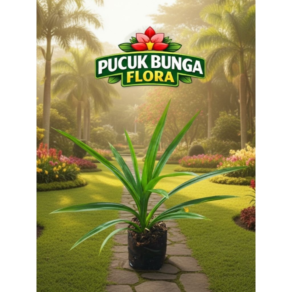tanaman pandan wangi tanaman pandan herbal