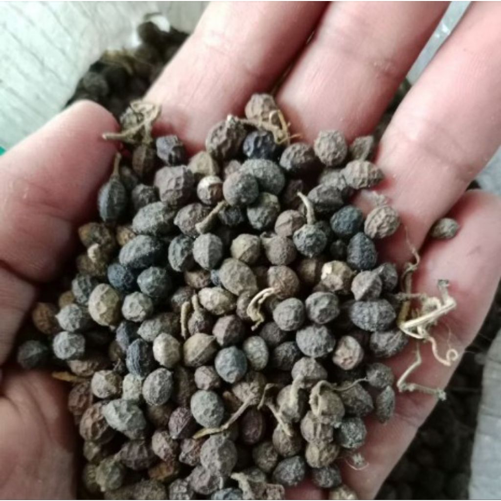 RAMUAN HERBAL BIJI KWALOT | WALOT | MALUR | MELUR  KERING BUAH MAKASSAR 500Gram HERBAL ALAMI