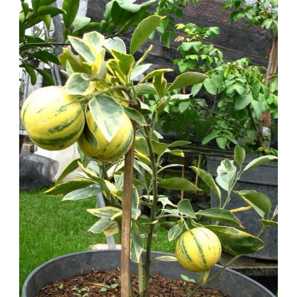 Tanaman bibit jeruk sunkist varigata kondisi berbuah lebat