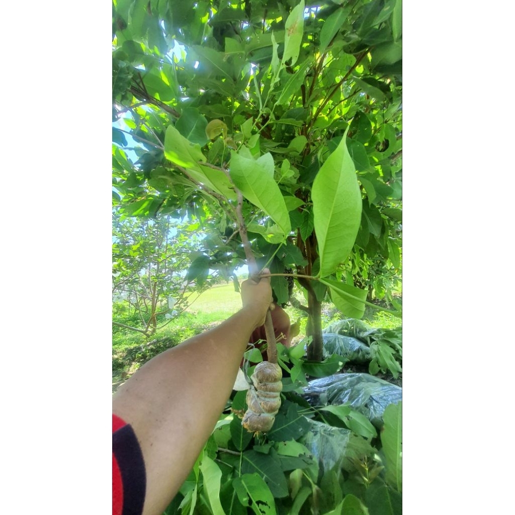 entres jambu berbagai id