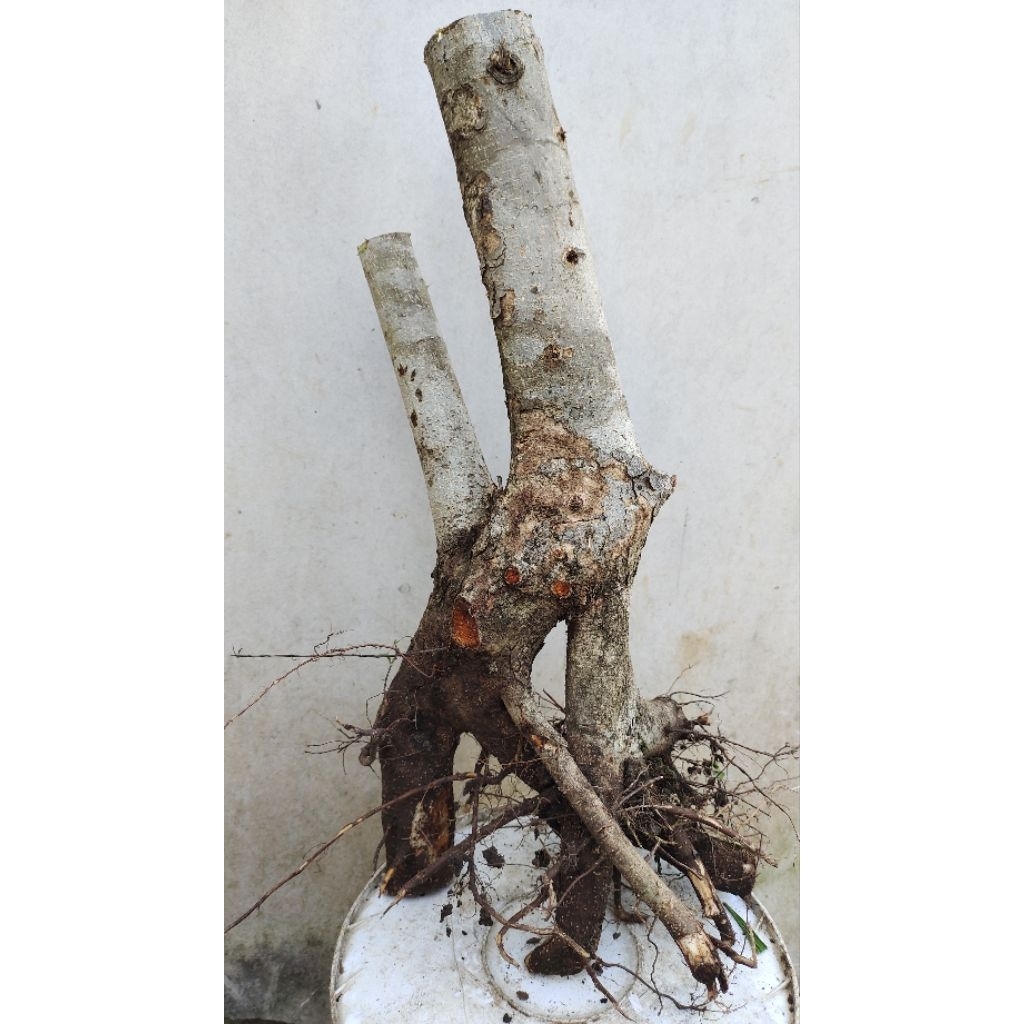 bahan bonsai Rukem pupus merah realpic sesuai gambar