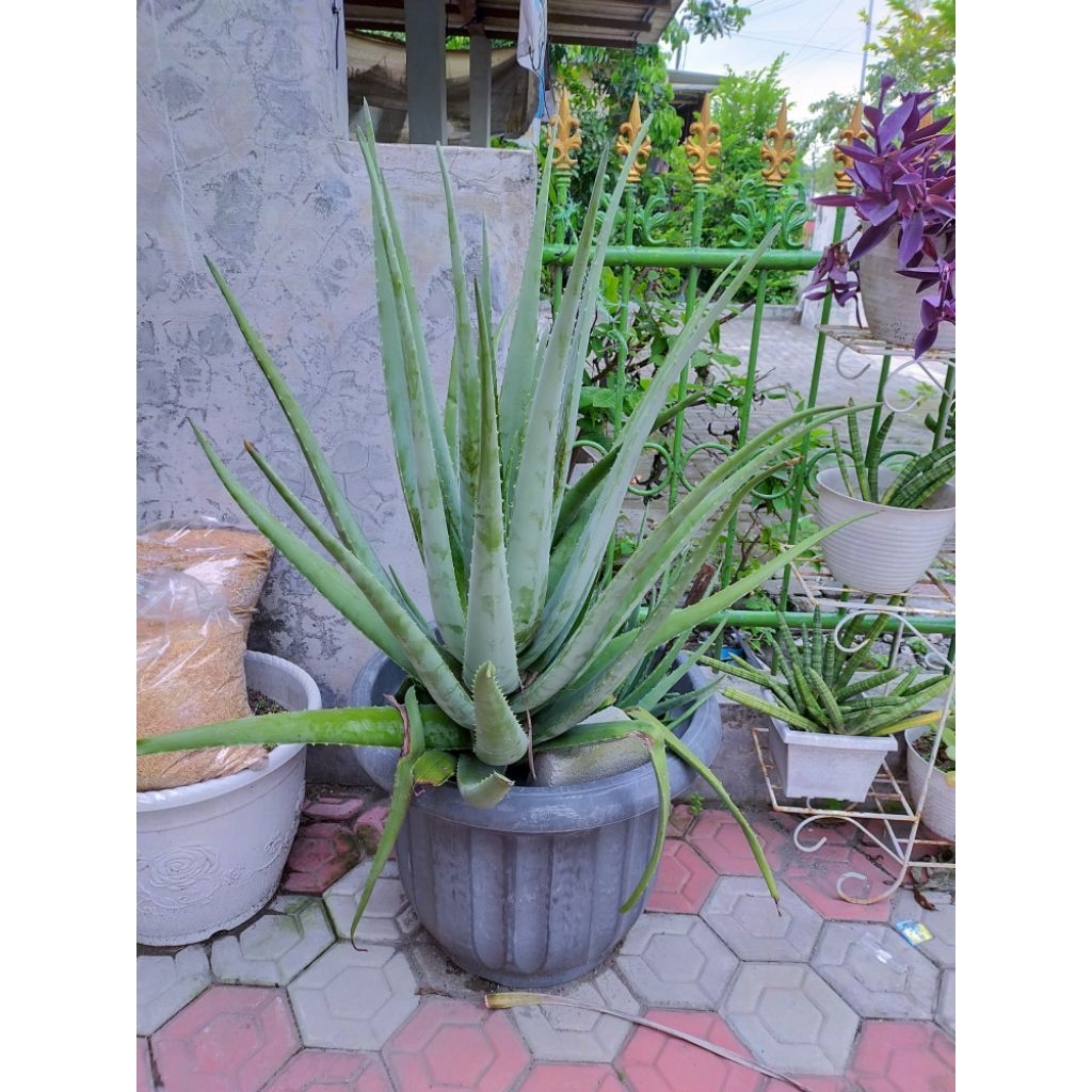 Bibit Lidah Buaya Jumbo Barbadensis