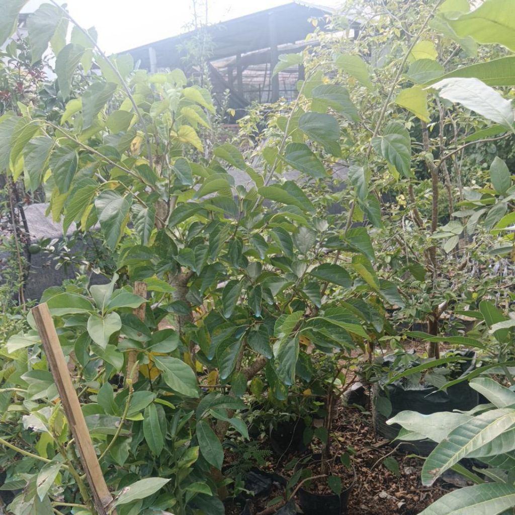 Indukan Long White Murbei