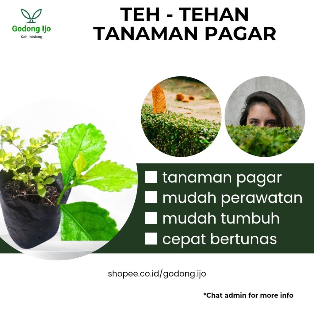 Teh Tehan Tanaman Pagar Atau Pagar Hidup