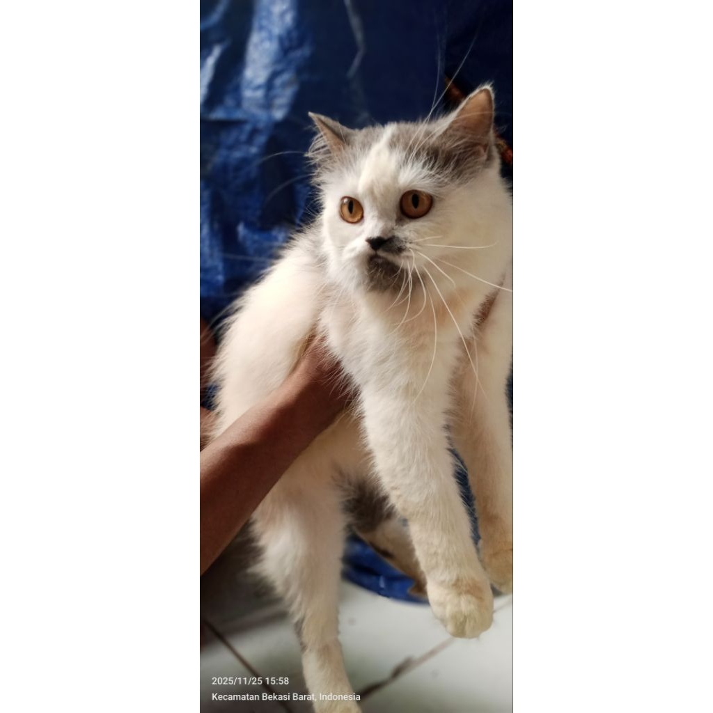 Kucing Persia Lucu Quite