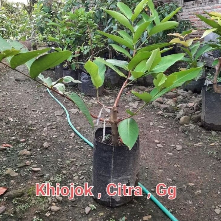 Bibit Jambu Air Kombinasi 1 Pohon 3 Jenis