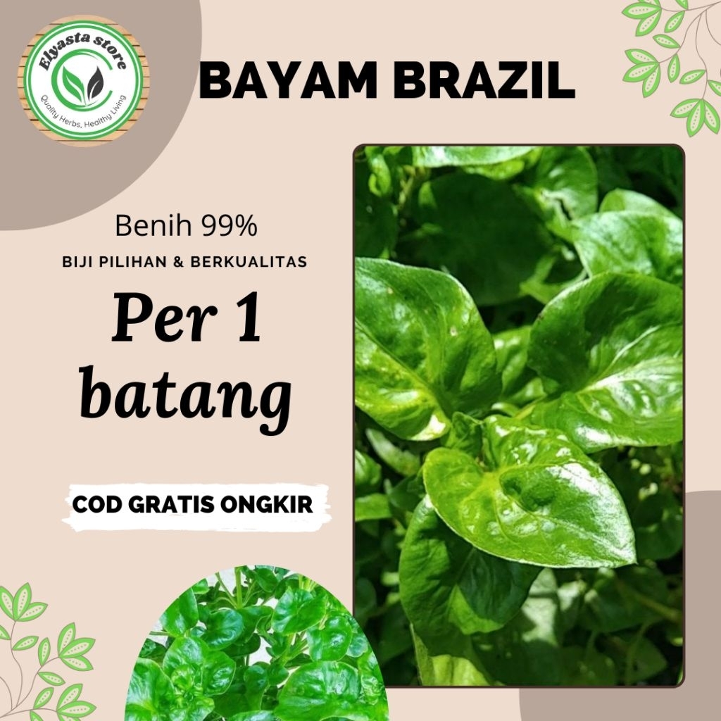 Bibit benih Stek Bayam Brazil bayam lalap
