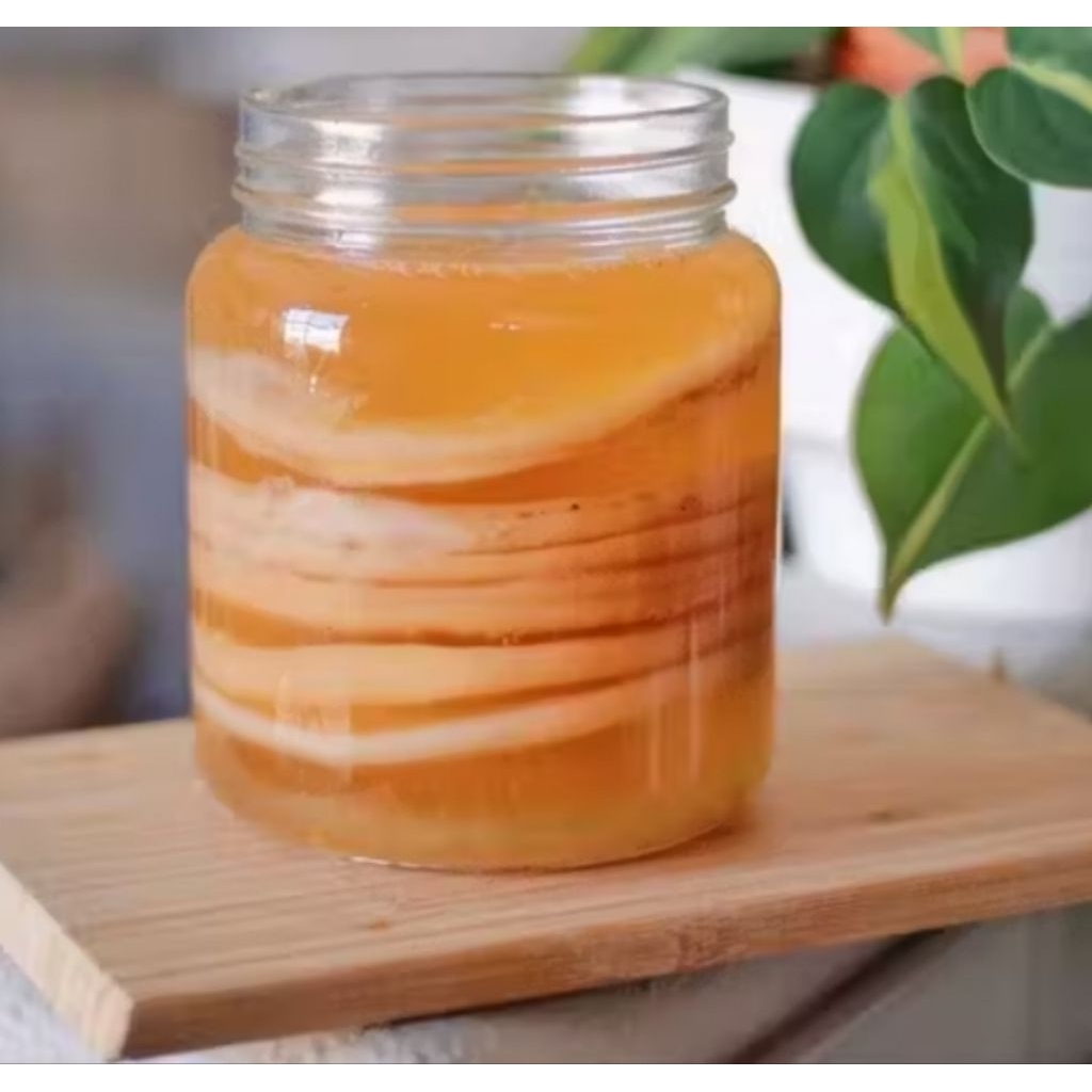 Scoby kombucha | jamur kombucha | jamur fermentasi kombucha tebal