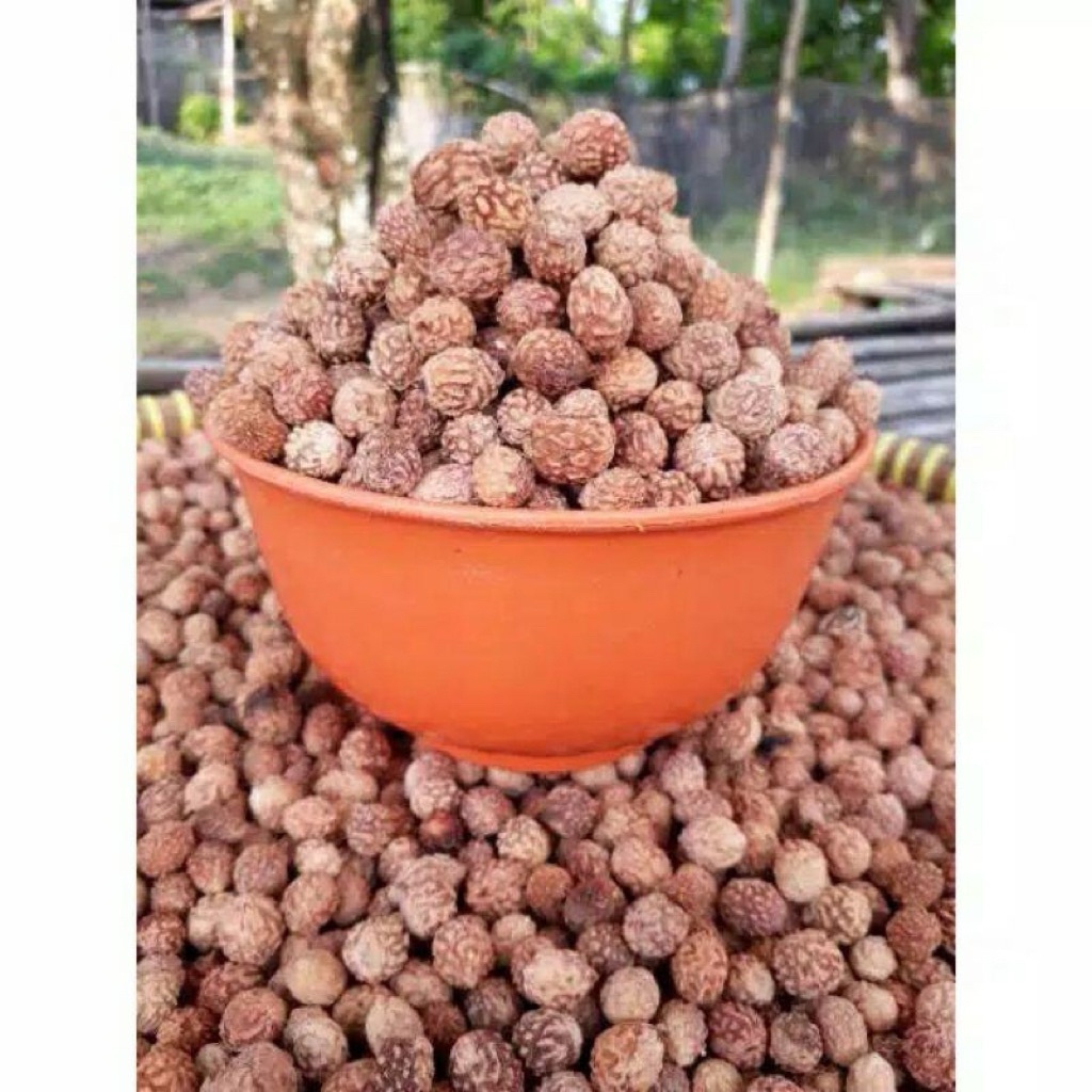 Biji Bidara Arab 1kg Siap Tanam Dan Kerajinan