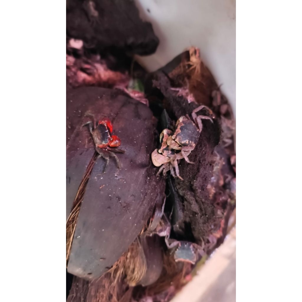 HIASAN-VAMPIRE CRAB ALL VARIAN WARNA/HIASAN AQUASCAPE