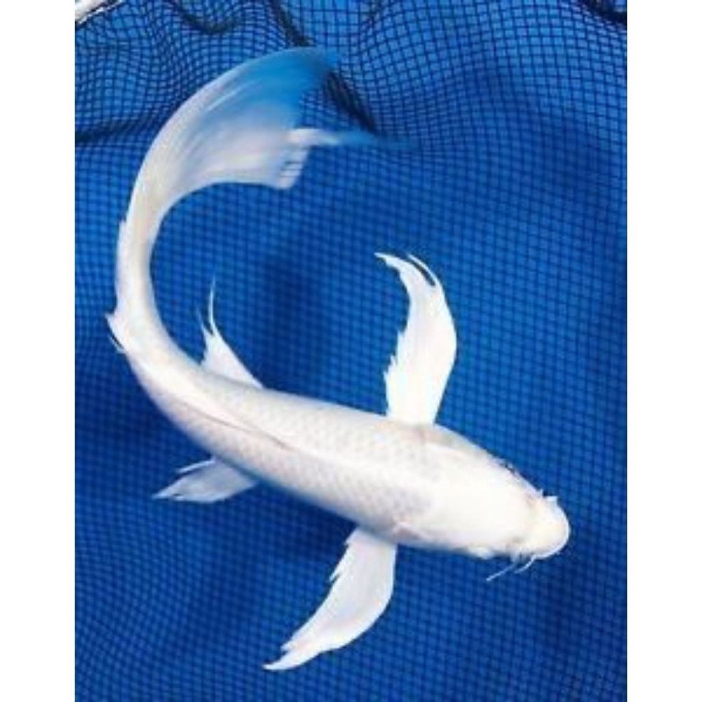 [PROMO] IKAN KOI PLATINUM