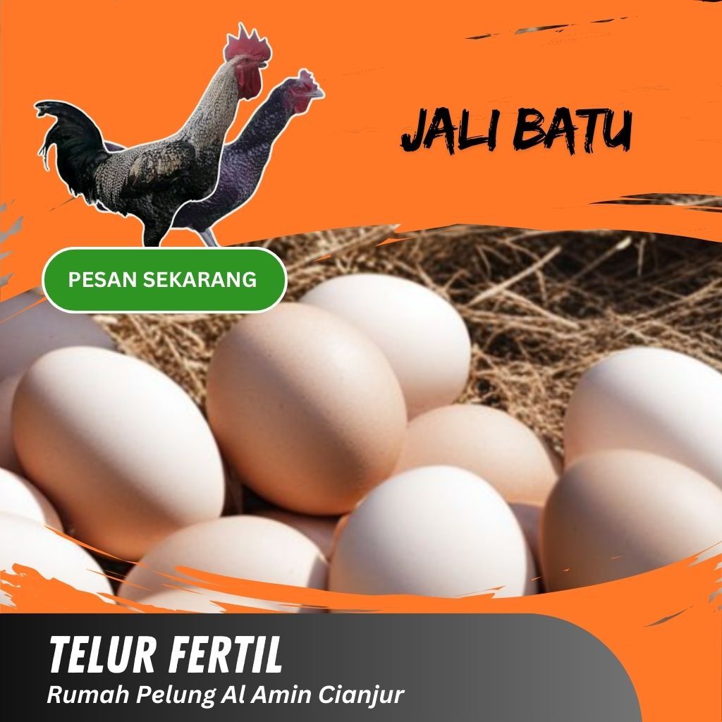 Telur Ayam Pelung Bulu Jali Batu | Untuk Ditetaskan Fertil