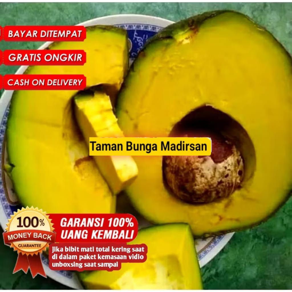 Bibit Alpukat Kendil Siap Untuk Berbuah Didalam Pot