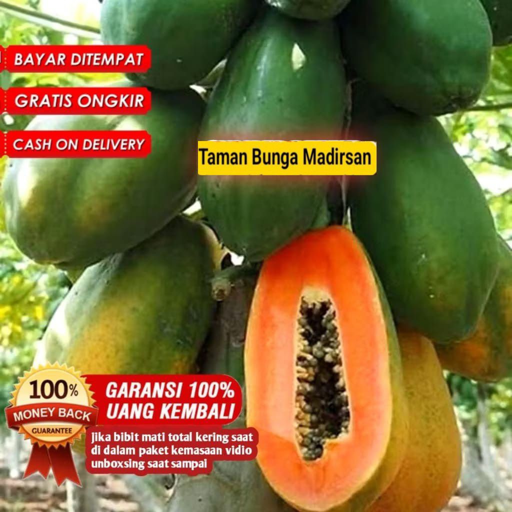 Bibit Pepaya California Madu Super Cepat Berbuah