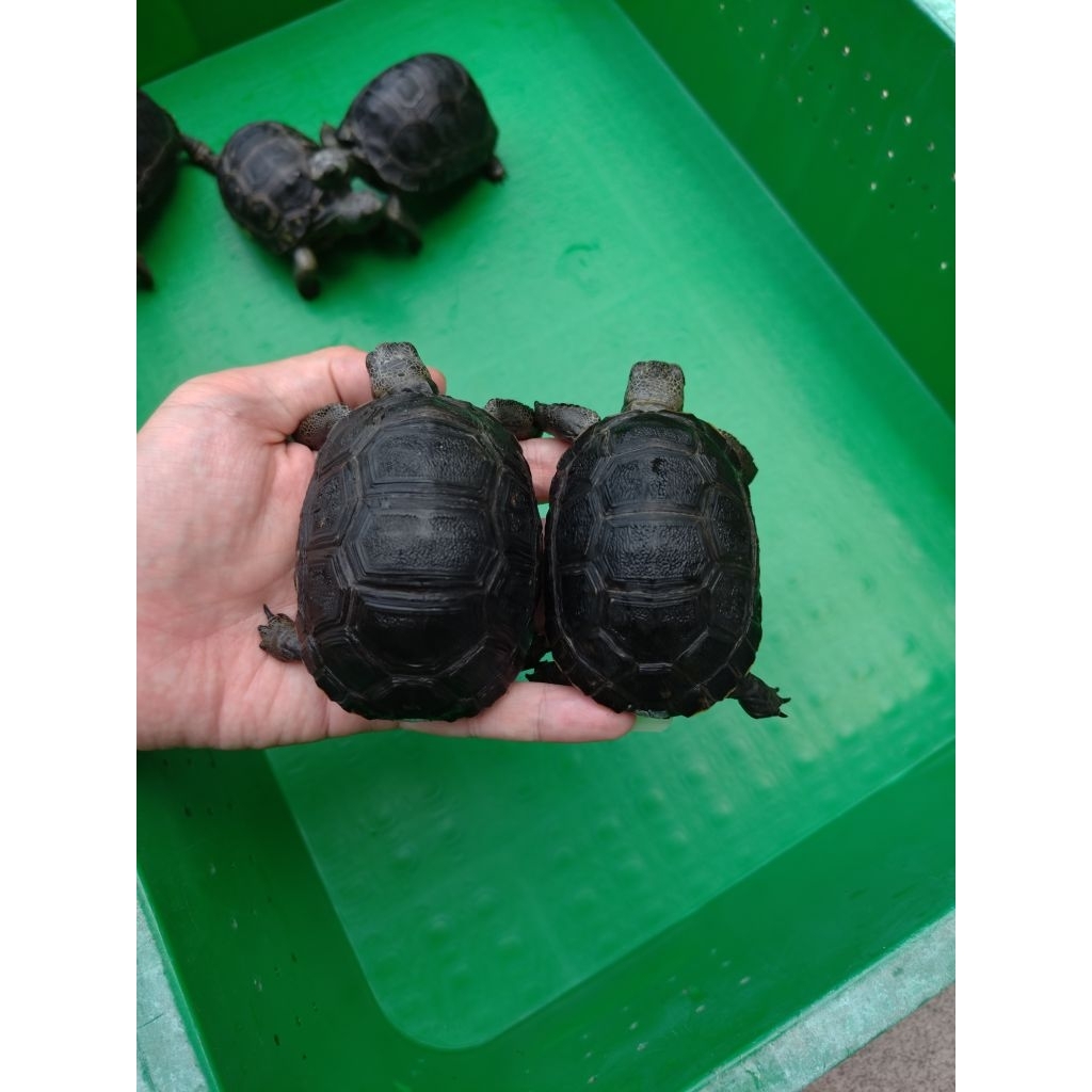 patung aldabra super cantik