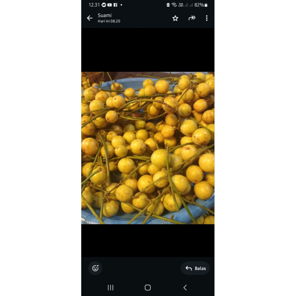 BUAH KAPUNDUNG / MENTENG , BUAH LANGKA