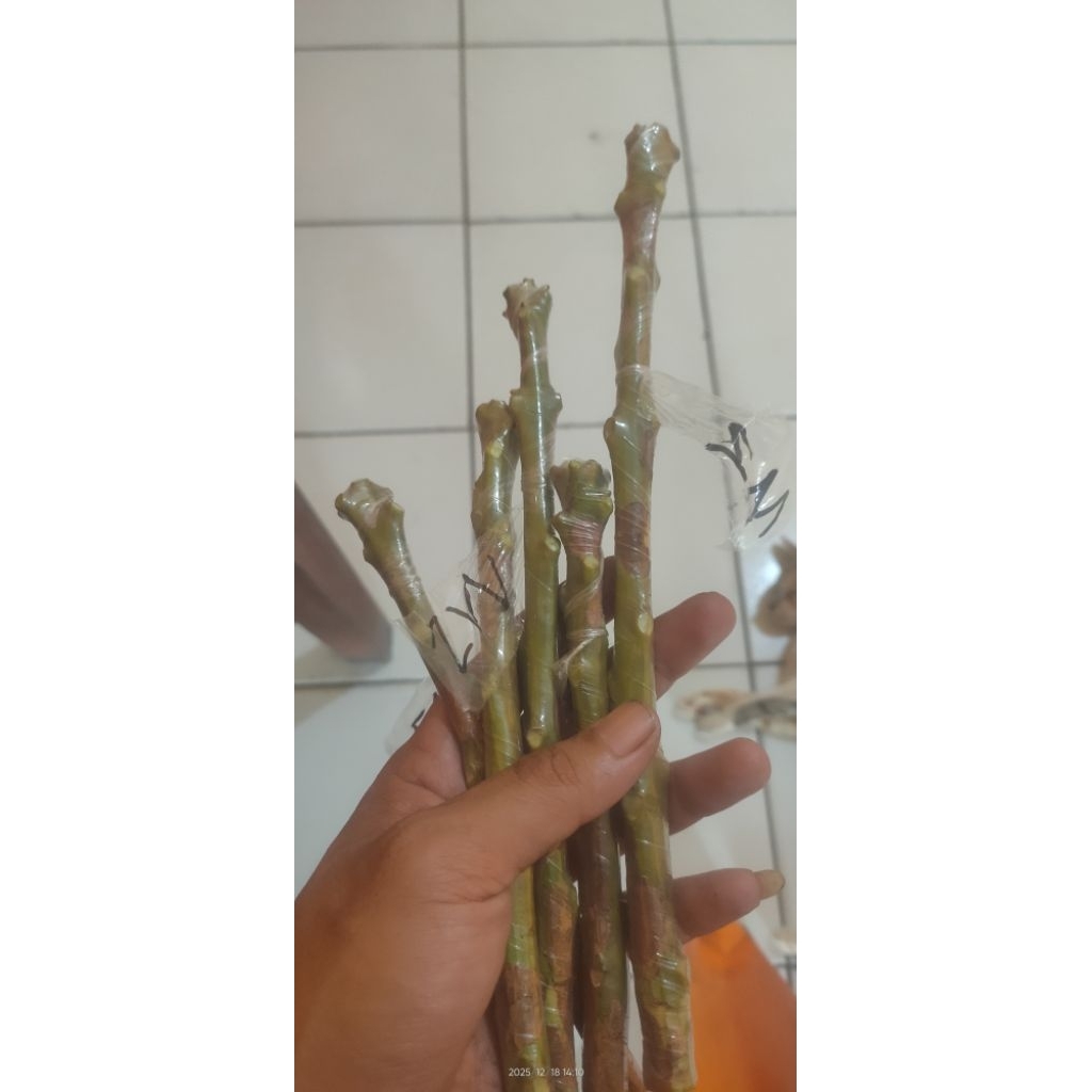 Entres mangga miyazaki