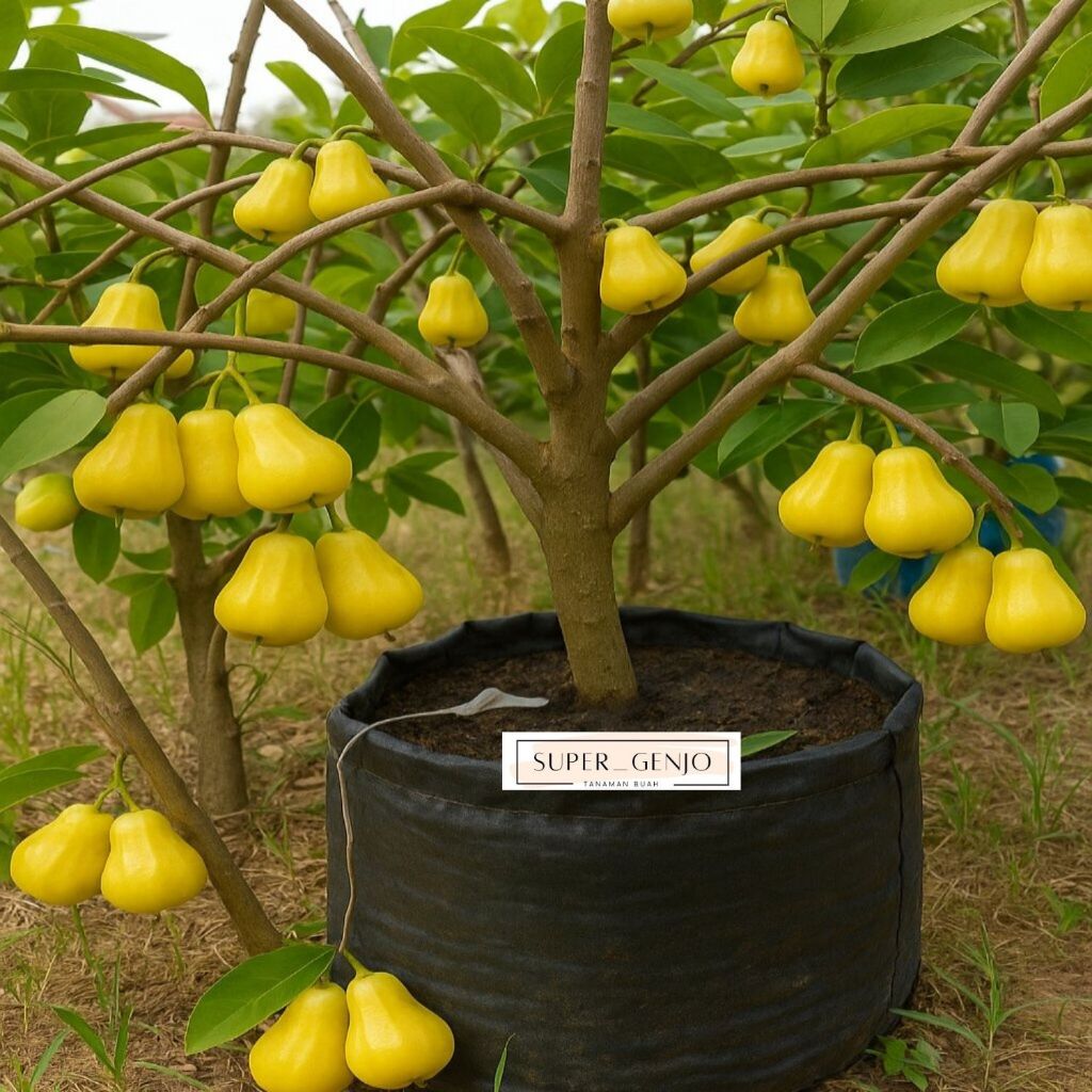 Bibit Jambu Air Kuning Madu Super Okulasi