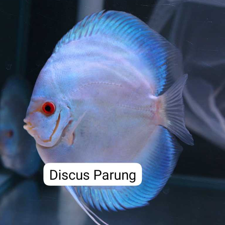 ikan discus 1inch - softblue